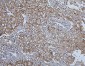 Anti-Hsp105/HSPH1 Antibody Picoband™ (monoclonal, 3D10)