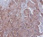 Anti-Hsp105/HSPH1 Antibody Picoband™ (monoclonal, 3D10)