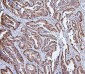 Anti-Hsp105/HSPH1 Antibody Picoband™ (monoclonal, 3D10)