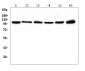 Anti-Hsp105/HSPH1 Antibody Picoband™ (monoclonal, 3D10)