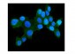 Anti-Hsp105/HSPH1 Antibody Picoband™ (monoclonal, 3D10)
