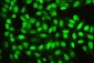 Anti-Ran Antibody Picoband™ (monoclonal, 5D5)