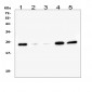 Anti-Ran Antibody Picoband™ (monoclonal, 5D5)