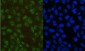 Anti-PAX5 Antibody Picoband™ (monoclonal, 6I4)