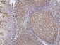 Anti-PAX5 Antibody Picoband™ (monoclonal, 6I4)