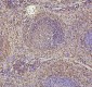 Anti-PAX5 Antibody Picoband™ (monoclonal, 6I4)