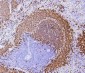 Anti-PAX5 Antibody Picoband™ (monoclonal, 6I4)