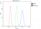 Anti-COPE Antibody Picoband™ (monoclonal, 9B6)