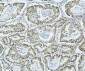 Anti-NRF1 Antibody Picoband™ (monoclonal, 2G4)