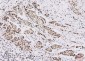 Anti-NRF1 Antibody Picoband™ (monoclonal, 2G4)