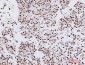 Anti-NRF1 Antibody Picoband™ (monoclonal, 2G4)
