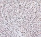 Anti-NRF1 Antibody Picoband™ (monoclonal, 2G4)