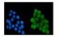 Anti-NRF1 Antibody Picoband™ (monoclonal, 2G4)