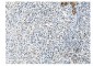 Anti-NRF1 Antibody Picoband™ (monoclonal, 2G4)