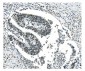 Anti-NRF1 Antibody Picoband™ (monoclonal, 2G4)