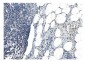 Anti-NRF1 Antibody Picoband™ (monoclonal, 2G4)