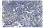 Anti-NRF1 Antibody Picoband™ (monoclonal, 2G4)