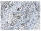 Anti-NRF1 Antibody Picoband™ (monoclonal, 2G4)