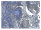 Anti-NRF1 Antibody Picoband™ (monoclonal, 2G4)