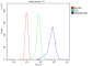 Anti-Desmin Antibody Picoband™ (monoclonal, 2B5)