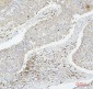 Anti-CD43/SPN Antibody Picoband™ (monoclonal, 4I3)