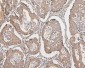 Anti-COMT Antibody Picoband™ (monoclonal, 15C10)