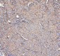 Anti-MVP Antibody Picoband™ (monoclonal, 8B12)