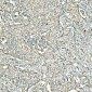 Anti-MVP Antibody Picoband™ (monoclonal, 8B12)