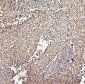 Anti-MVP Antibody Picoband™ (monoclonal, 8B12)