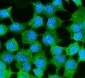 Anti-MVP Antibody Picoband™ (monoclonal, 8B12)