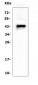 Anti-CD79a Antibody Picoband™ (monoclonal, 4G4)