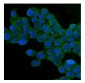 Anti-TJP1 Antibody Picoband™ (monoclonal, 3E12)