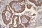 Anti-mtTFA TFAM Antibody Picoband™ (monoclonal, 4D9)