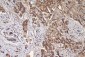 Anti-mtTFA TFAM Antibody Picoband™ (monoclonal, 4D9)