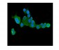 Anti-CLPX Antibody Picoband™ (monoclonal, 11C11)
