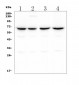 Anti-CLPX Antibody Picoband™ (monoclonal, 11C11)
