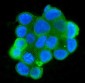Anti-MPI Antibody Picoband™ (monoclonal, 11I4)