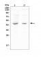 Anti-MPI Antibody Picoband™ (monoclonal, 11I4)