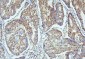 Anti-SAE2/UBA2 Antibody Picoband™ (monoclonal, 5B13)