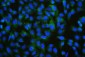 Anti-ALIX/PDCD6IP Antibody Picoband™(monoclonal, 14D10)