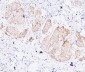 Anti-ALIX/PDCD6IP Antibody Picoband™(monoclonal, 14D10)