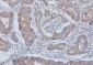 Anti-ALIX/PDCD6IP Antibody Picoband™(monoclonal, 14D10)