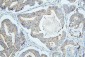 Anti-ALIX/PDCD6IP Antibody Picoband™(monoclonal, 14D10)