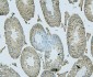 Anti-ALIX/PDCD6IP Antibody Picoband™(monoclonal, 14D10)
