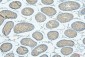 Anti-ALIX/PDCD6IP Antibody Picoband™(monoclonal, 14D10)