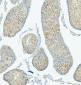Anti-ALIX/PDCD6IP Antibody Picoband™(monoclonal, 14D10)
