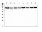 Anti-ALIX/PDCD6IP Antibody Picoband™(monoclonal, 14D10)
