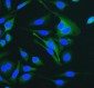 Anti-Cytokeratin 18 KRT18 Antibody Picoband™(monoclonal, 7I6)