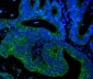 Anti-Cytokeratin 18 KRT18 Antibody Picoband™(monoclonal, 7I6)