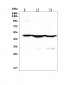 Anti-Cytokeratin 18 KRT18 Antibody Picoband™(monoclonal, 7I6)